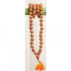 Rudraksha-Mala, mittel