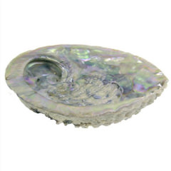 Abalone Muschel Haliotis Midae